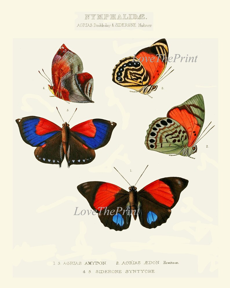 Butterfly Wall Art Print Set of 4 Prints Beautiful Antique Etsy
