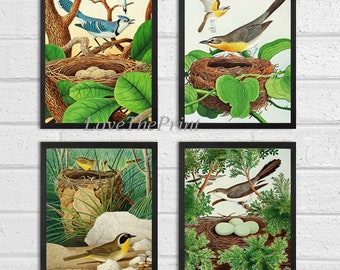 Birds Wall Art Print Set of 4 Prints Beautiful Blue Jay Yellow Chat Yellowthroat Cockoo Green Spring Summer Home Room Wall Decor Unframed GT