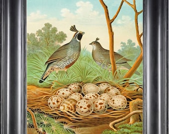 Bird Egg Nest Art Print 19 Valley Quail of California Beautiful Antique Vintage Green Forest Nature Home Room Decor Illustration to Frame GT