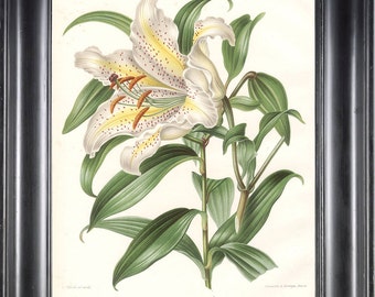 BOTANICAL PRINT Wendel 8x10 Botanical Art Print 7 Beautiful White Lily Flower Spring Summer Garden Plant to Frame