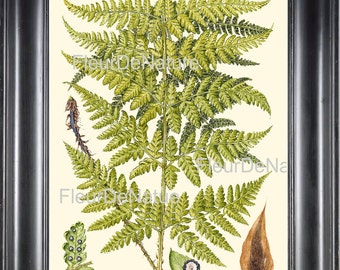 Antique Fern Print Art 49 Beautiful Large Green Fern Forest Summer Nature to Frame Home Decor 4x6 5x7 8x10 11x14 Bookplate Illustration