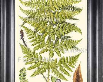 以下が含まれることがあります： 緑の葉と茶色の胞子を持つシダのヴィンテージな植物学イラスト。イラストはクリーム色の背景にあり、"Fleur De Nature"というテキストが含まれています。