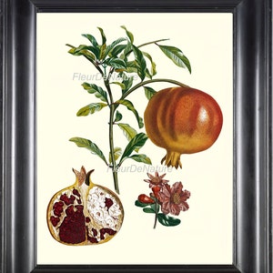 Botanische Frucht Drucken Poiteau 8 x 10 botanische Kunst 48 große Granatapfel Chart Samen Pflanze tropischer Garten zu Frame Wand Home Dekor