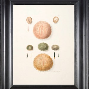 SEA URCHIN Print KNORR 8x10 Art Print 5 Beautiful Antique Sea Urchins to Frame Marine Sea Ocean Nature Natural Science