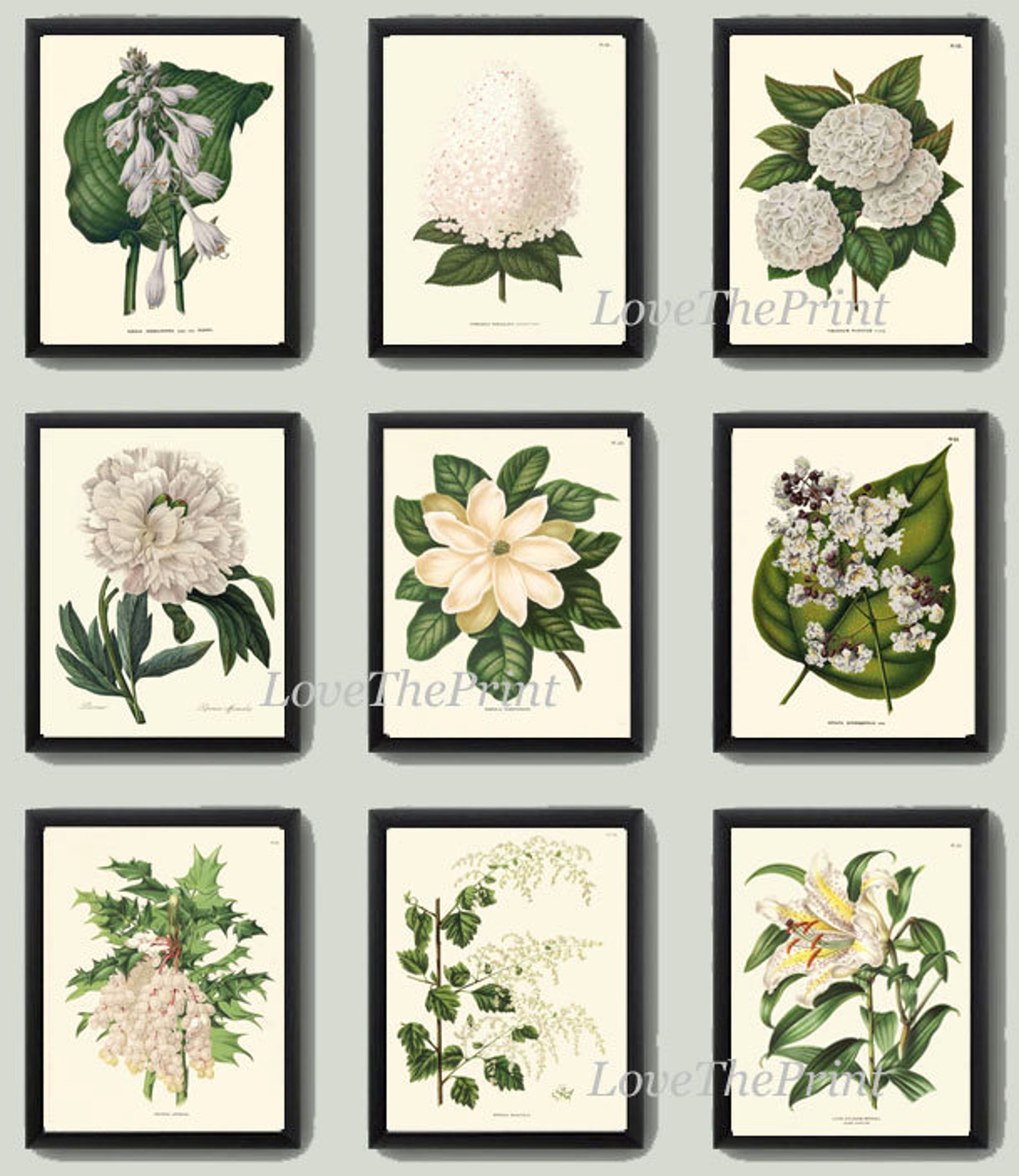 Botanical Flower Print SET of 9 Art 8X10 White Magnolia Lily | Etsy