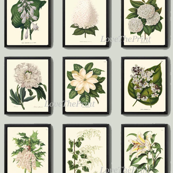 Botanical Flower Print SET of 9 Art 8X10 White Magnolia Lily Hydrangea Flower Antique Summer Garden Plant Home Wall Room Decor to Frame