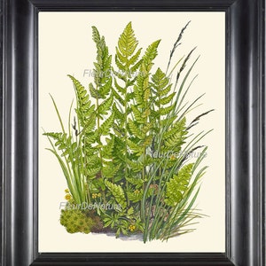 Botanical Fern Art Print 5 Antique Beautiful Green Ferns Summer Beautiful Forest Country Field Nature Living Room Home Wall Decoration