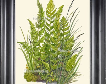 Botanical Fern Art Print 5 Antique Beautiful Green Ferns Summer Beautiful Forest Country Field Nature Living Room Home Wall Decoration