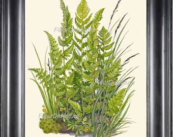 Botanical Fern Art Print 5 Antique Beautiful Green Ferns Summer Beautiful Forest Country Field Nature Living Room Home Wall Decoration