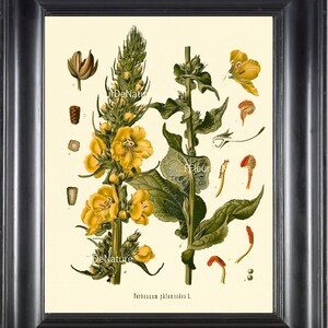 Botanische PRINT Kohler 8 x 10 botanische kunst Print 4 mooie gele Wildflower bloem grafiek aard naar Frame