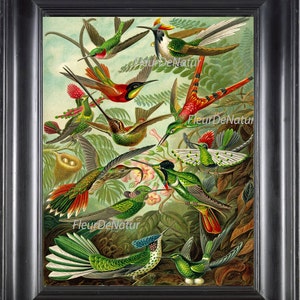 Hummingbird Bird Print Ernst Haeckel 8X10 Art 33 Beautiful Colorful Small Birds Antique Illustration Tropical Landscape Fantasy Home Decor