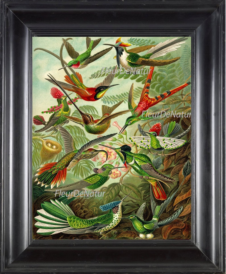 Hummingbird Bird Print Ernst Haeckel 8X10 Art 33 Beautiful Colorful ...