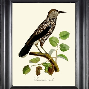Bird Wall Art Print DCF23 Large Spotted Nutcracker Beautiful Antique Vintage Farmhouse Rustic Cottage Nature Home Decor Picture to Frame
