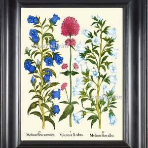 Botanical Print Besler 8x10 Art 100 Beautiful Bluebell Bellflower Pink Valerian Antique Writing Home Wall Room Decor Illustration to Frame