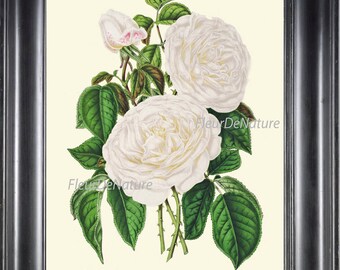 Rose Print 8x10 Botanical Art H221 Beautiful White Large Rose Imperatrice Eugenie Old Country French Garden Antique Flowers Decor to Frame
