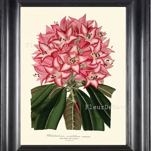BOTANICAL PRINT Horticole 8x10 Botanical Art Print 132 Beautiful Large Pink Rhododendron Flower Garden Nature Room Decoration