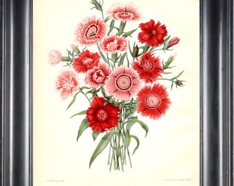 BOTANICAL PRINT Wendel 8x10 Botanical Art Print 41 Beautiful Antique Red Pink White Carnations Vase Bouquet Dianthus Chinensis