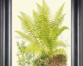 Fern Print Botanical Art 46 Large Green Antique Beautiful Ferns Roots Chart Forest Summer Plant Nature to Frame Home Decor Wall Gallery