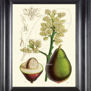 Botanische PRINT Fitch 8 x 10 botanische kunst Print 25 mooie Avocado Fruit grafiek bloemzaden aan Frame Home Decor