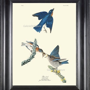 AUDUBON BIRD PRINT 8X10 Art 37 Bluebird Antique Beautiful Home Wall Decor Living Dining Room Hallway Entrance Staircase Interior to Frame