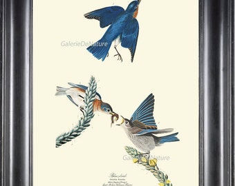 AUDUBON BIRD PRINT 8X10 Art 37 Bluebird Antique Beautiful Home Wall Decor Living Dining Room Hallway Entrance Staircase Interior to Frame