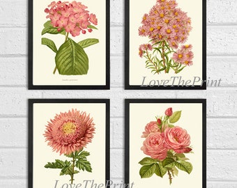 Botanical Print SET of 4 Wall Art Prints Beautiful Antique Pink Peach Coral Aster Chrysanthemum Roses Home Room Decor Decoration to Frame IH