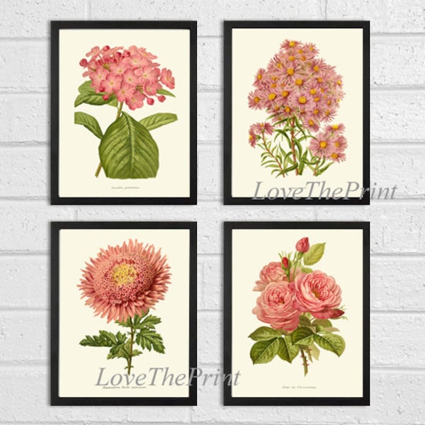 Botanical Print SET of 4 Wall Art Prints Beautiful Antique Pink Peach Coral Aster Chrysanthemum Roses Home Room Decor Decoration to Frame IH