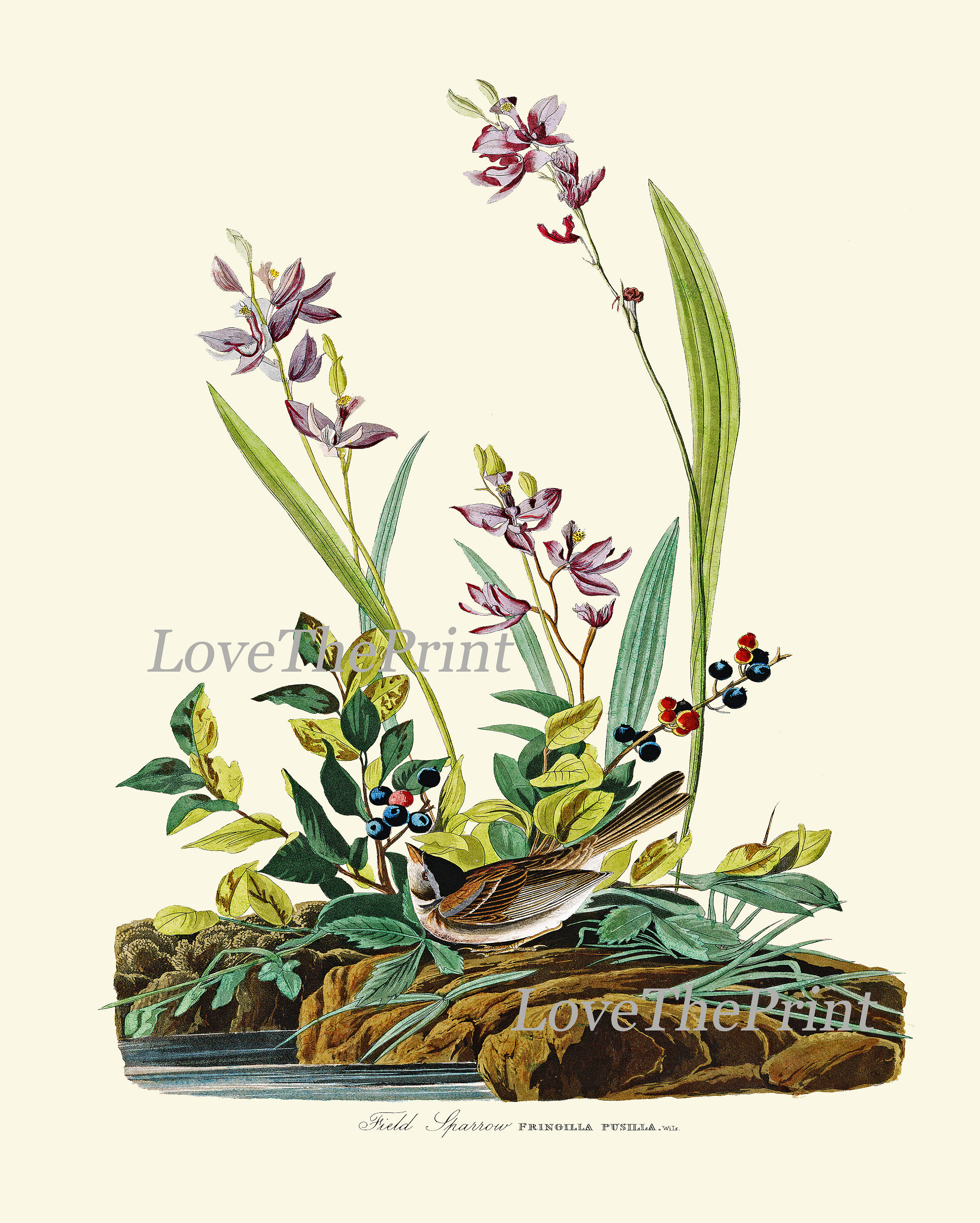 AUDUBON BIRD PRINT Art 70 Beautiful Antique Field Sparrow Pink Flowers ...