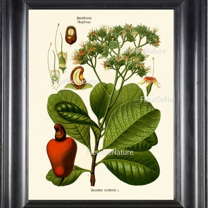 Cashew Nut Anacardium Botanical Herb Art Print 21 Kohler 8x10 Beautiful Antique Cashew Plant Chart Green Leaves Garcen Food Nature to Frame