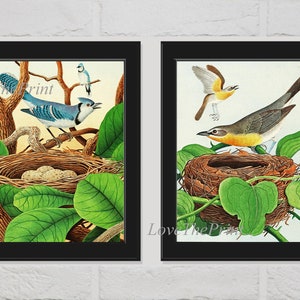 Bird Print Wall Art Nest Eggs Set of 2 Prints Beautiful Antique Blue Jay Yellow Breasted Chat Nature Home Room Decor Wall Art Unframed GT