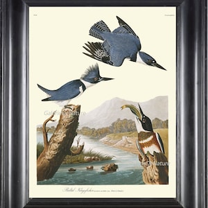 AUDUBON BIRD PRINT 8X10 Art 22 Belted Kingfisher Blue Lake Fish Forest Antique Beautiful Home Wall Decor Living Dining Room Hallway Entrance