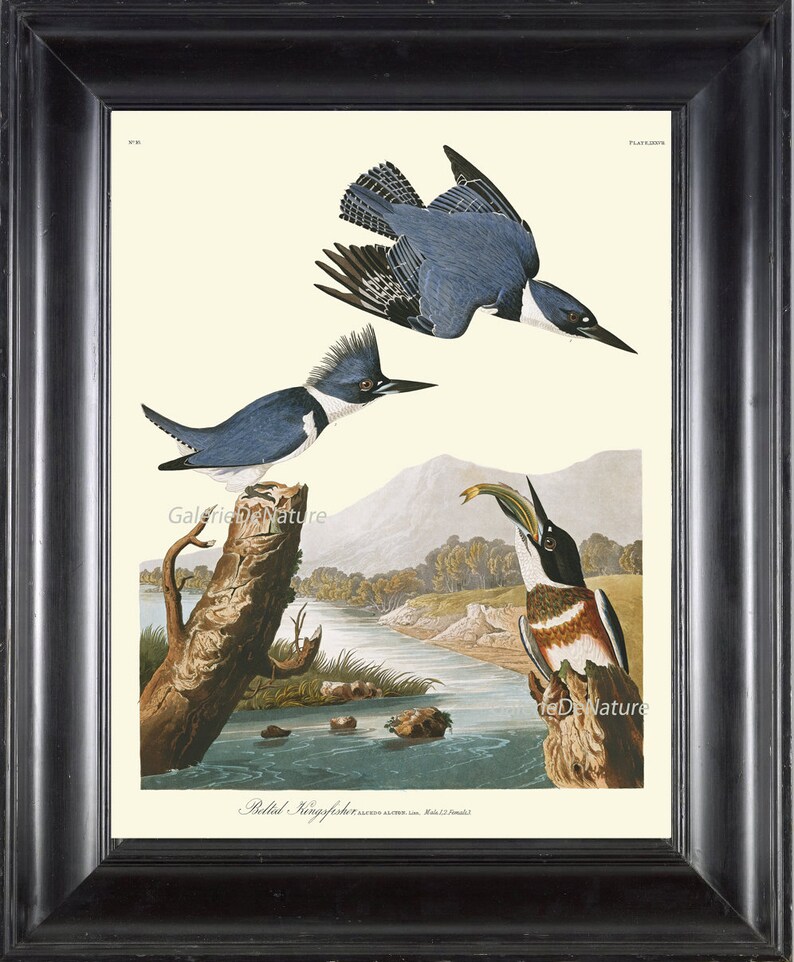 AUDUBON BIRD PRINT 8X10 Art 22 Belted Kingfisher Blue Lake Etsy
