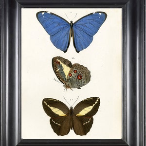 BUTTERFLY PRINT D&#39;Orbigny 8x10 Botanical Art Print 9 Beautiful Antique French Blue Butterflies Natural History Garden Nature Illustration