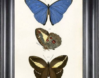 VLINDER PRINT D'Orbigny 8 x 10 botanische kunst Print 9 prachtige antieke Franse blauwe vlinders natuurlijke geschiedenis tuin karakter illustratie