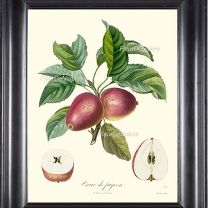 BOTANICAL FRUIT PRINT Poiteau 8x10 Botanical Art Print 20 Beautiful French Red Apple Antique Writing Wall Home Decor to Frame Garden Nature