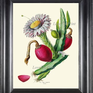 Cactus Prickly Pear Fruit Flower Botanical Print DE36 Wall Art Beautiful Antique Pink White Green Desert Cacti Room Home Decor to Frame DE