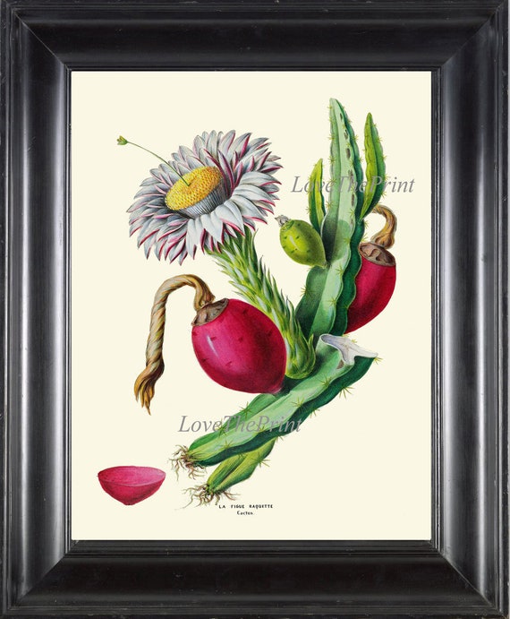 Kaktus Kaktus Kaktus Birne Obst Blume Botanischer Druck DE36 WandKunst  Schne Antik Rosa Wei Grn Wste Kakteen Zimmer Dekor zu Rahmen DE -  Etsy.de