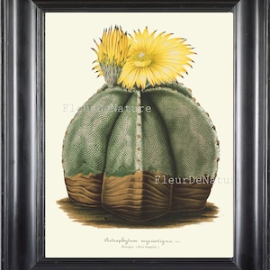 Botanische PRINT Horticole 8 x 10 botanische kunst Print 282 mooie roze Cactus Flower tropische Plant antieke schrijven kamer decoratie frame