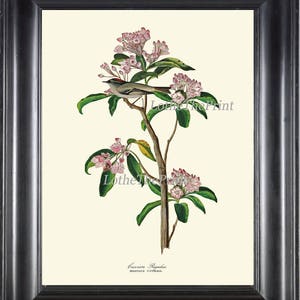 Puede incluir: Una ilustración botánica vintage de un pájaro blanco posado en una rama de una planta con flores de color rosa. El texto "Calicea Regulus" y "Rhodora Canadensis" está impreso debajo de la imagen.