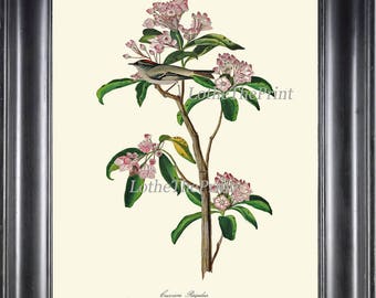 AUDUBON BIRD PRINT Art 66 Beautiful Antique Goldcrest Regulus Pink Flower Botanical Spring Summer Forest Natural Science Home Decor to Frame