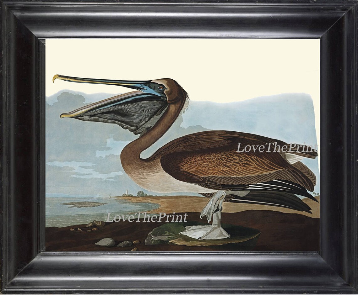AUDUBON BIRD PRINT Art 46 Beautiful Antique Large Brown Pelican Sea ...