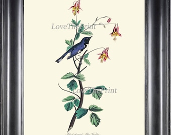 AUDUBON BIRD PRINT Art 29 Beautiful Antique Black Throated Blue Warbler Flower Botanical Forest Nature Home Wall Decor Illustration to Frame