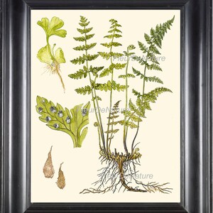 FERN PRINT Lindman Botanical Art Print 6  Antique Beautiful Green Ferns Kitchen Dining Living Room Bedroom Staircase Home Wall Decoration