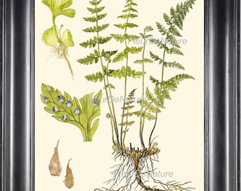 以下が含まれることがあります： フレームに入った植物画で、シダ植物の詳細なイラストが描かれています。このアートワークは、植物の緑色の葉、根、胞子をクリーム色の背景に示しています。このプリントは黒い木製のフレームに収められています。