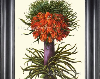 Primula Antique Botanical Art Print 022 Beautiful Besler Large Orange Green Flower Tropical Garden Home Room Wall Decor Decoration to Frame
