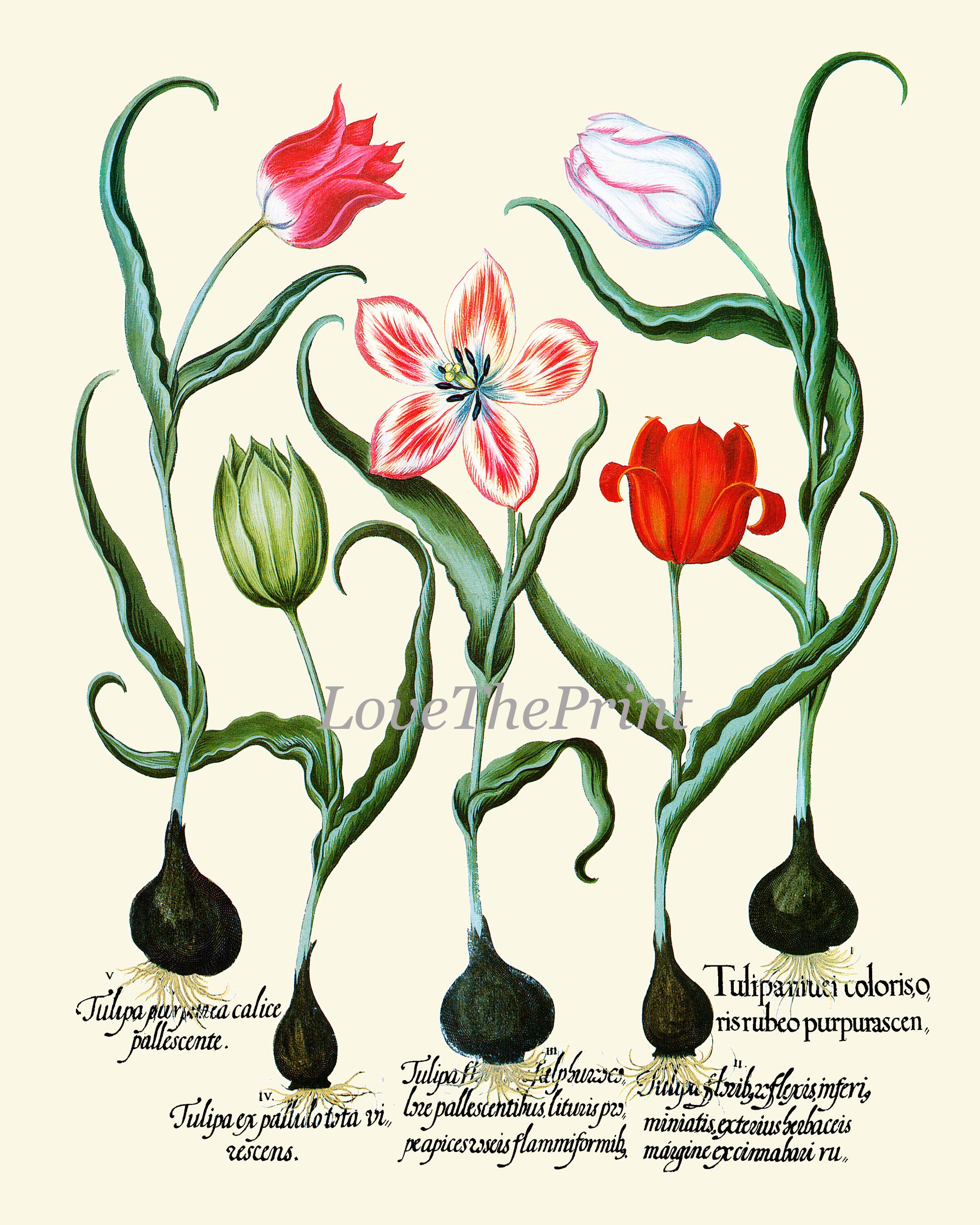 Flower Print Set of 6 Art Prints Antique Botanical Beautiful Besler ...