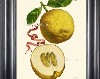 FRUIT PRINT Apple 8X10 Botanical Art Print 4 1708 Antique Beautiful Golden Apple Tree Branch Leaves Garden Wall Hanging to Frame