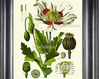 BOTANICAL PRINT 8x10 Art 9 Beautiful Papaver white Red Large Opium Poppy Antique Vintage Chart Art Painting Plate Red White Flower Decor