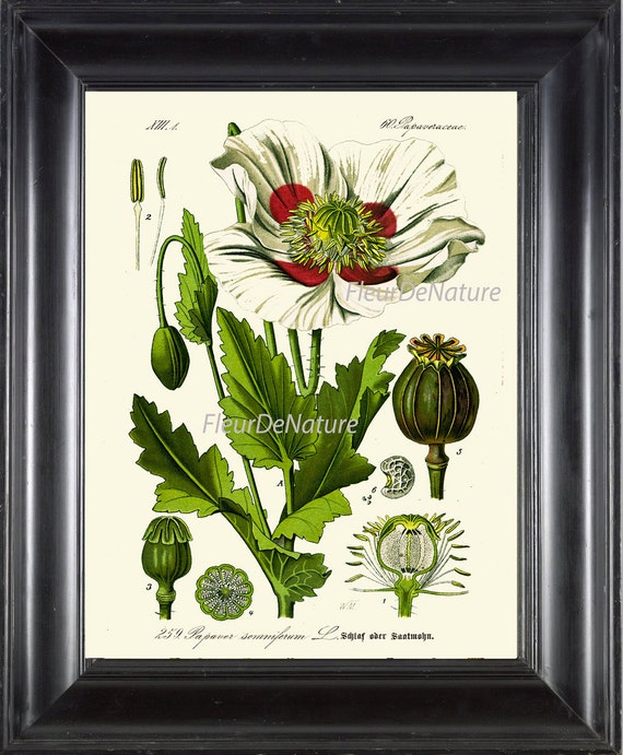 Giclée Prints BOTANICAL PRINT 8x10 Art 8 Beautiful Papaver Red Large ...