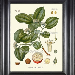 BOTANICAL PRINT Kohler 8x10 Art 32 Beautiful Antique Fruit Berry Seeds Petals Green Leaf Chart Wildflower Plant Nature Home Room Wall Decor